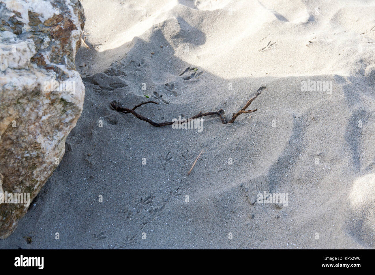 Vogel, Möwe Fuß druckt auf den Sand am Strand, Dublin, Irland Stockfoto