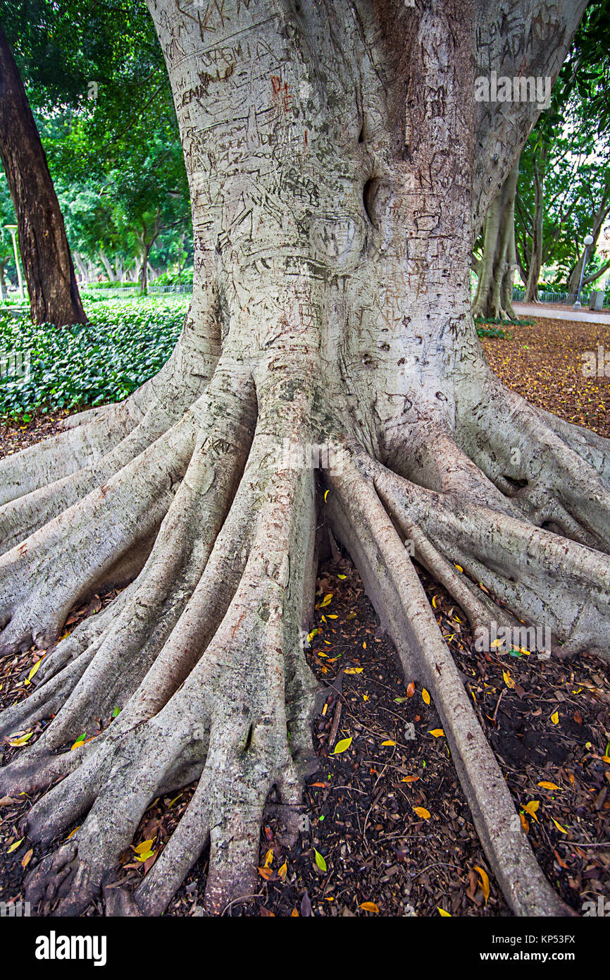 Im Hyde Park in Sydney, New South Wales Australien Stockfoto