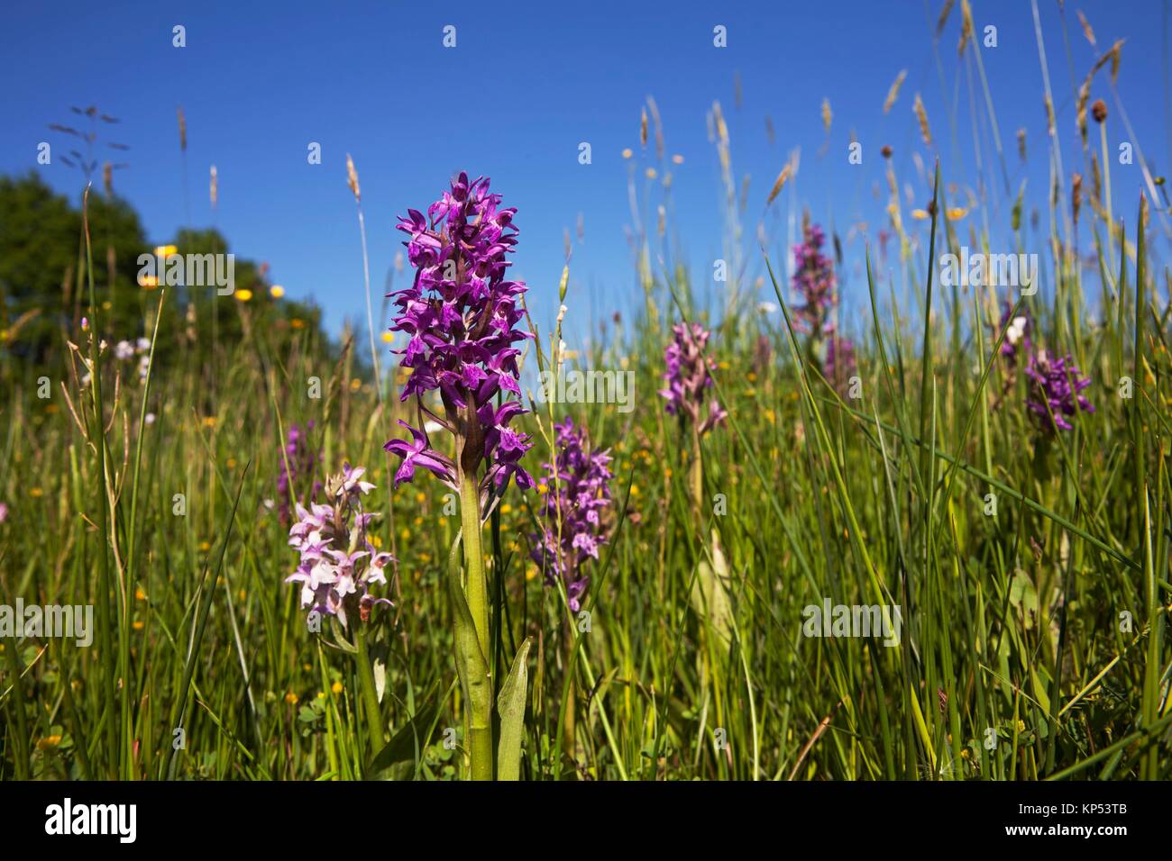 Dactylorhiza Majalis Stockfotos und -bilder Kaufen - Alamy