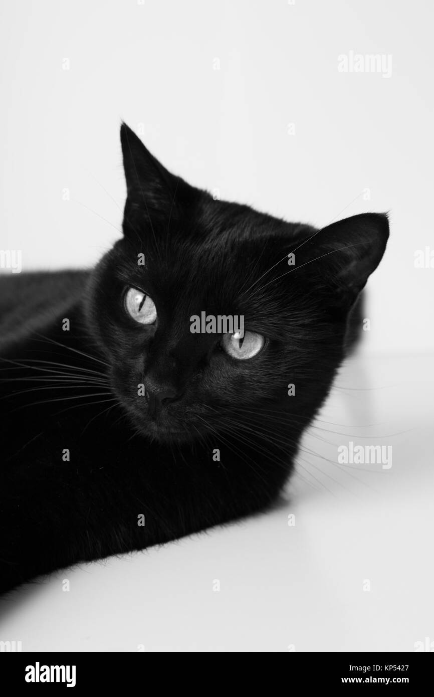 Schwarze Katze Festlegung auf weißem Hintergrund Stockfoto