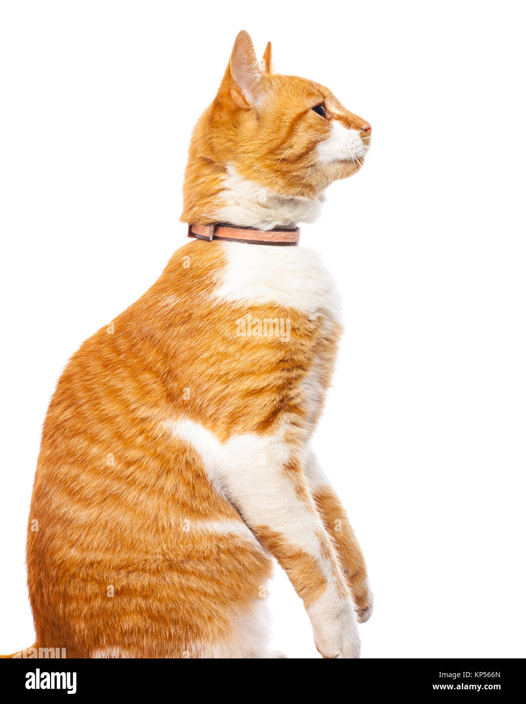 Sehr gebildet, kulturellen, wissenschaftlichen rote Katze Stockfoto