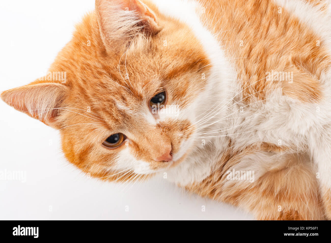 Red cat auf weißem Hintergrund Stockfoto
