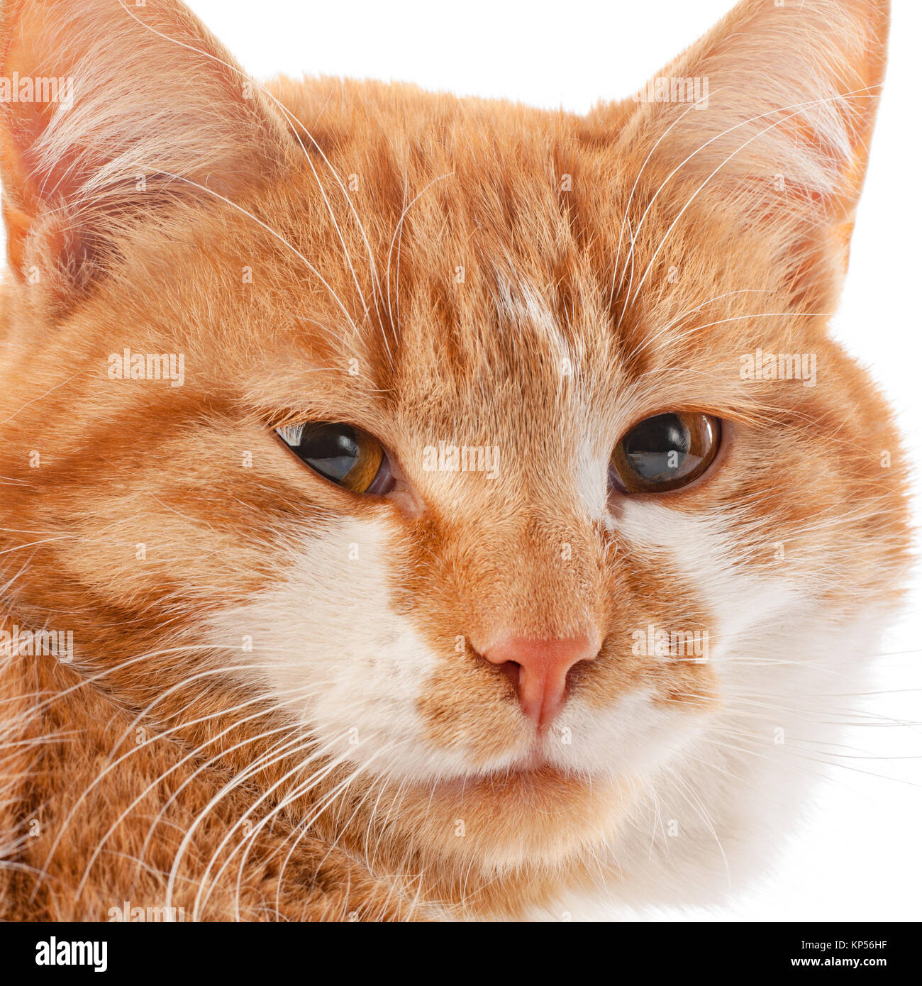 Portrait von Red cat, Quadrat Zusammensetzung Stockfoto