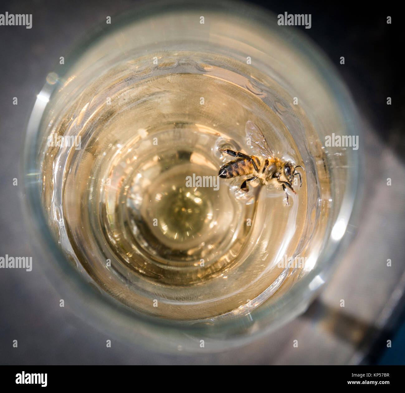 Wasp in ein Glas Champagner Stockfoto