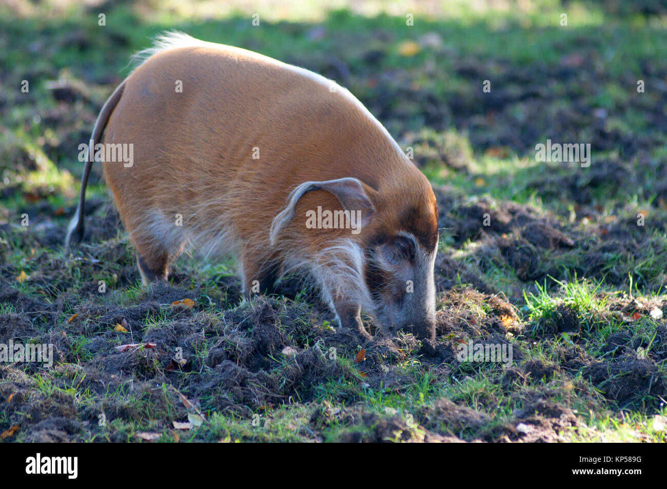 - Red River hog Wandern durch den Schlamm Stockfoto