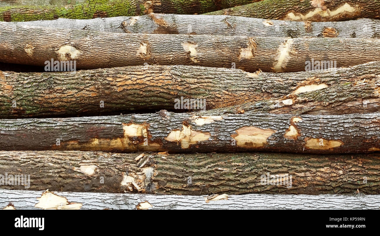 Stapel von Tree Protokolle, die geschnitten wurden und Blocklagerung Stockfoto