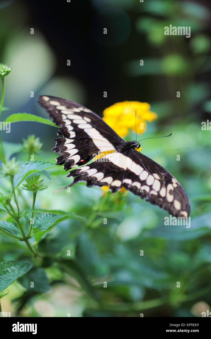 König - Schwalbenschwanz Schmetterling Stockfoto