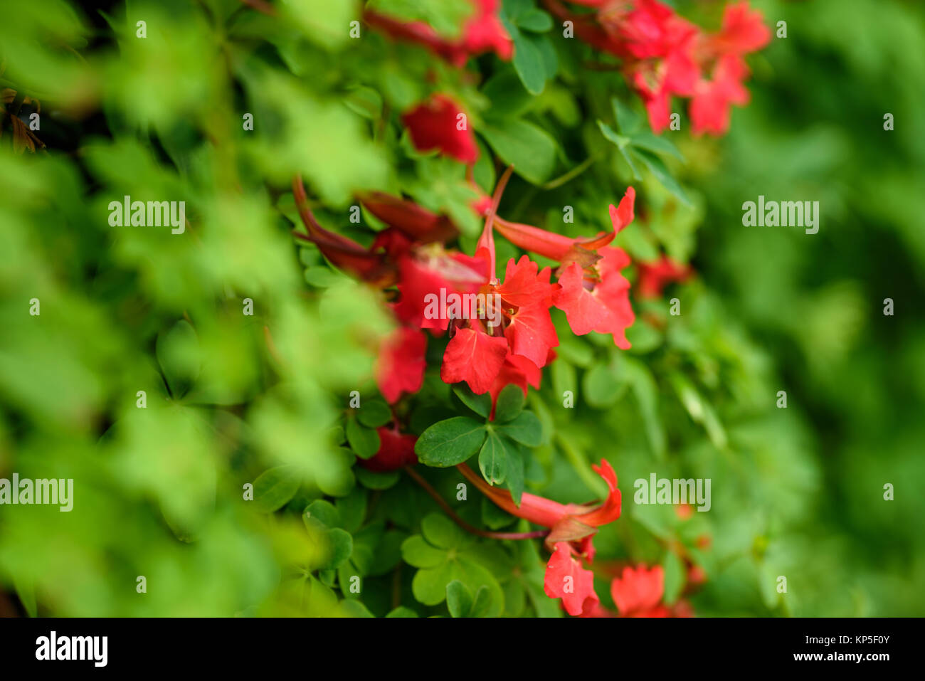 Rote Blumen der Kletternde Pflanze des tropaeolum Speciosum Stockfoto