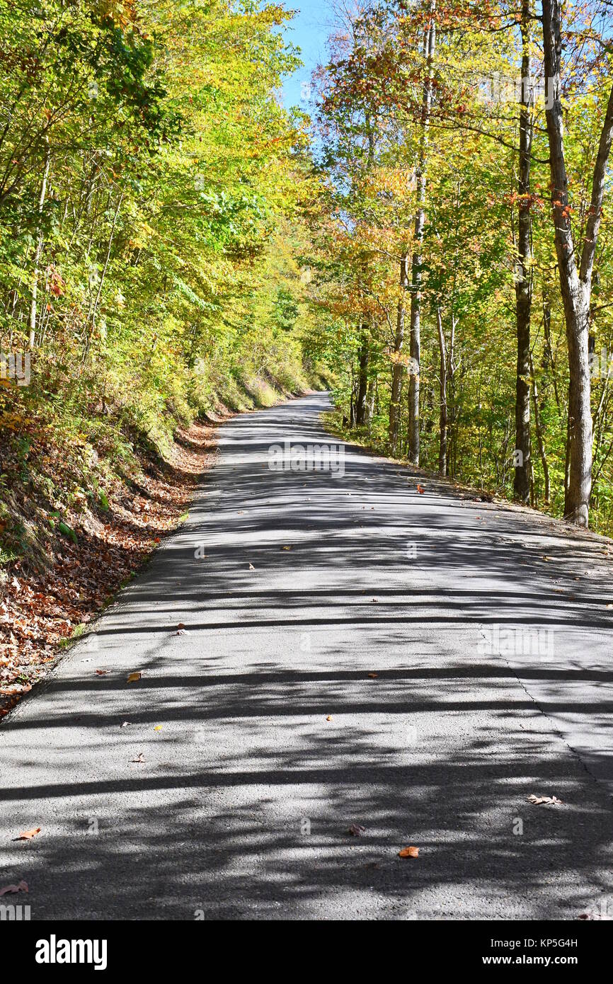 Remote blacktop Land Straße durch einen Wald Stockfoto