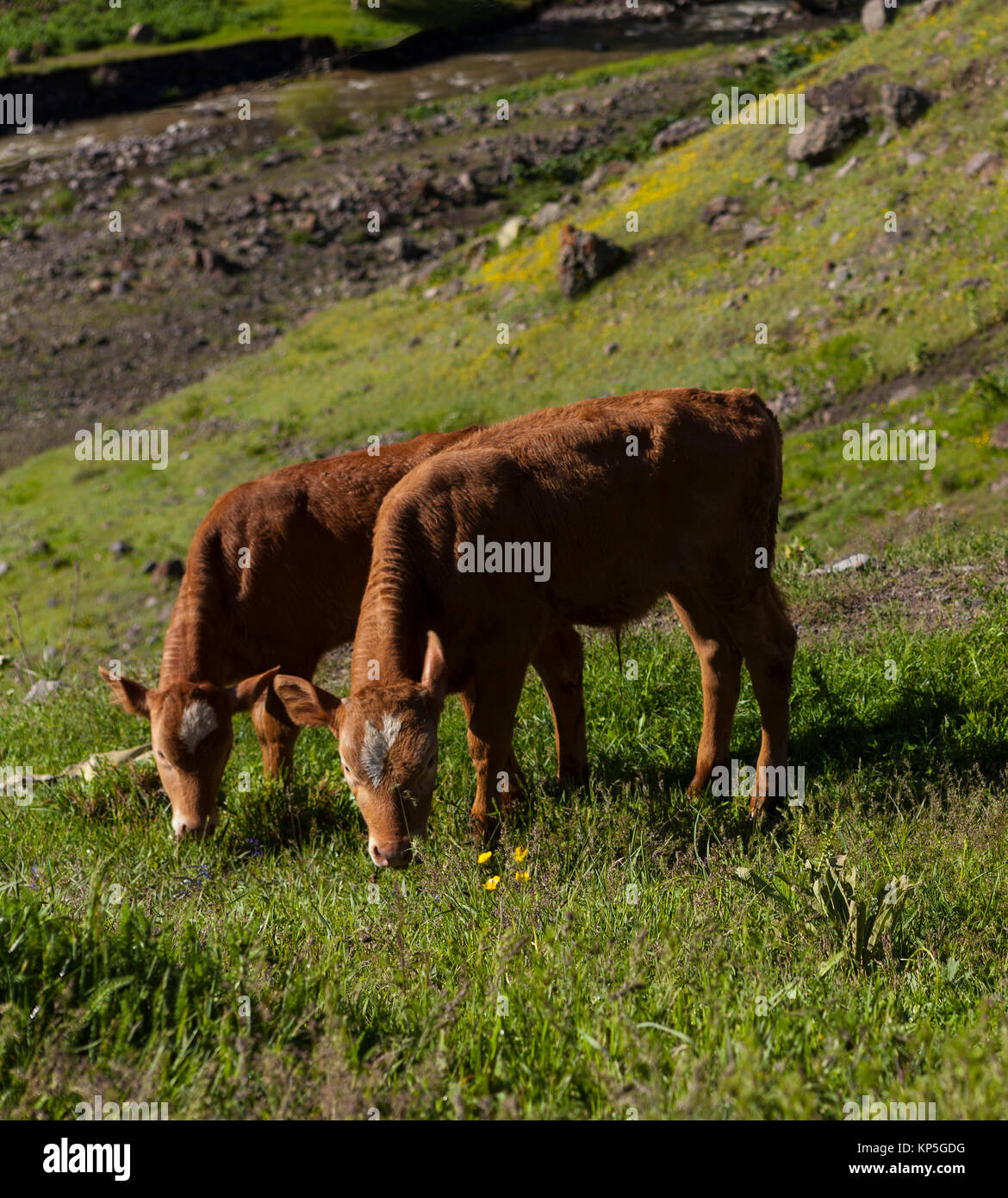 Braun Milchkühe weiden in der Wiese. Stockfoto