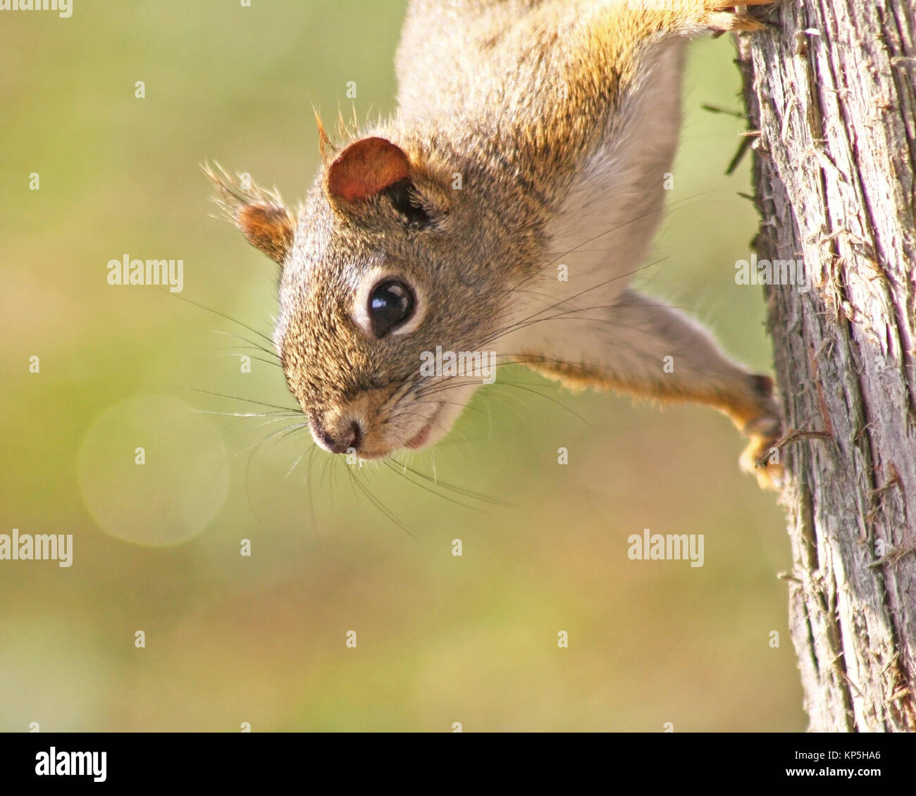 Die winzigen roten Eichhörnchen hing kopfüber an einem Baum Stockfoto