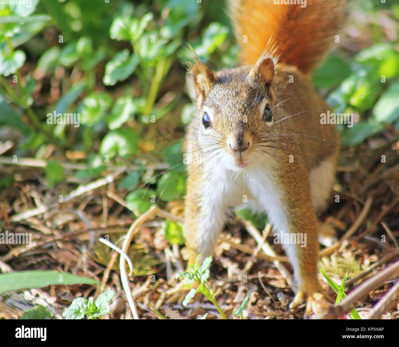 Eine winzige rote Eichhörnchen hat unvorbereitet erwischt worden. Erschrocken Er friert immer noch und sieht an Kamera Stockfoto