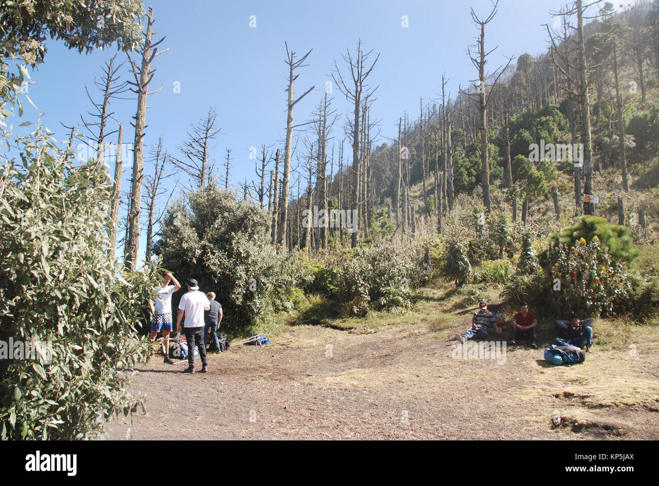 Wanderer im Wald an den unteren Hängen des Vulkans Acatenango in Guatemala Stockfoto