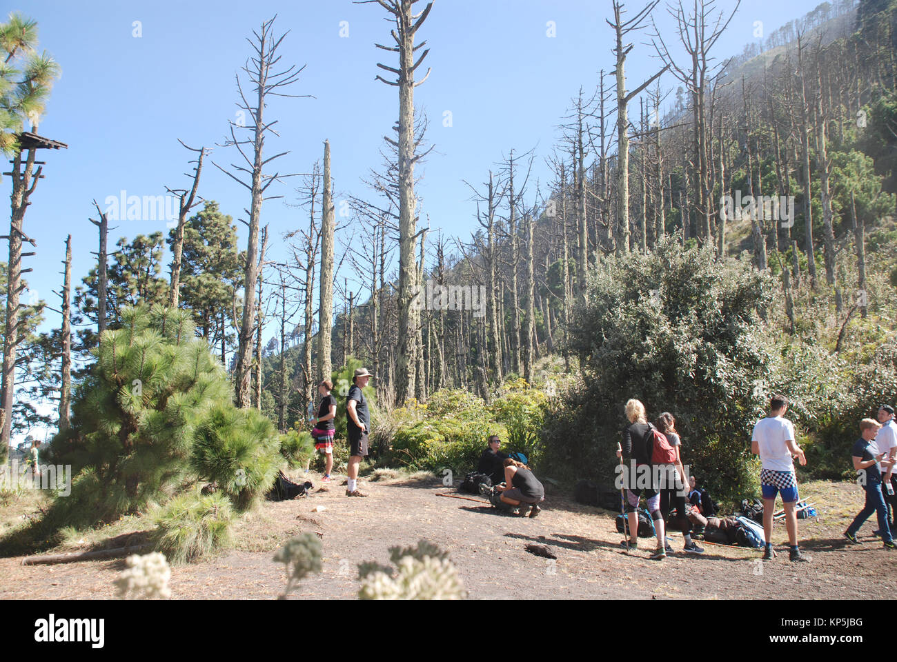Wanderer im Wald an den unteren Hängen des Vulkans Acatenango in Guatemala Stockfoto