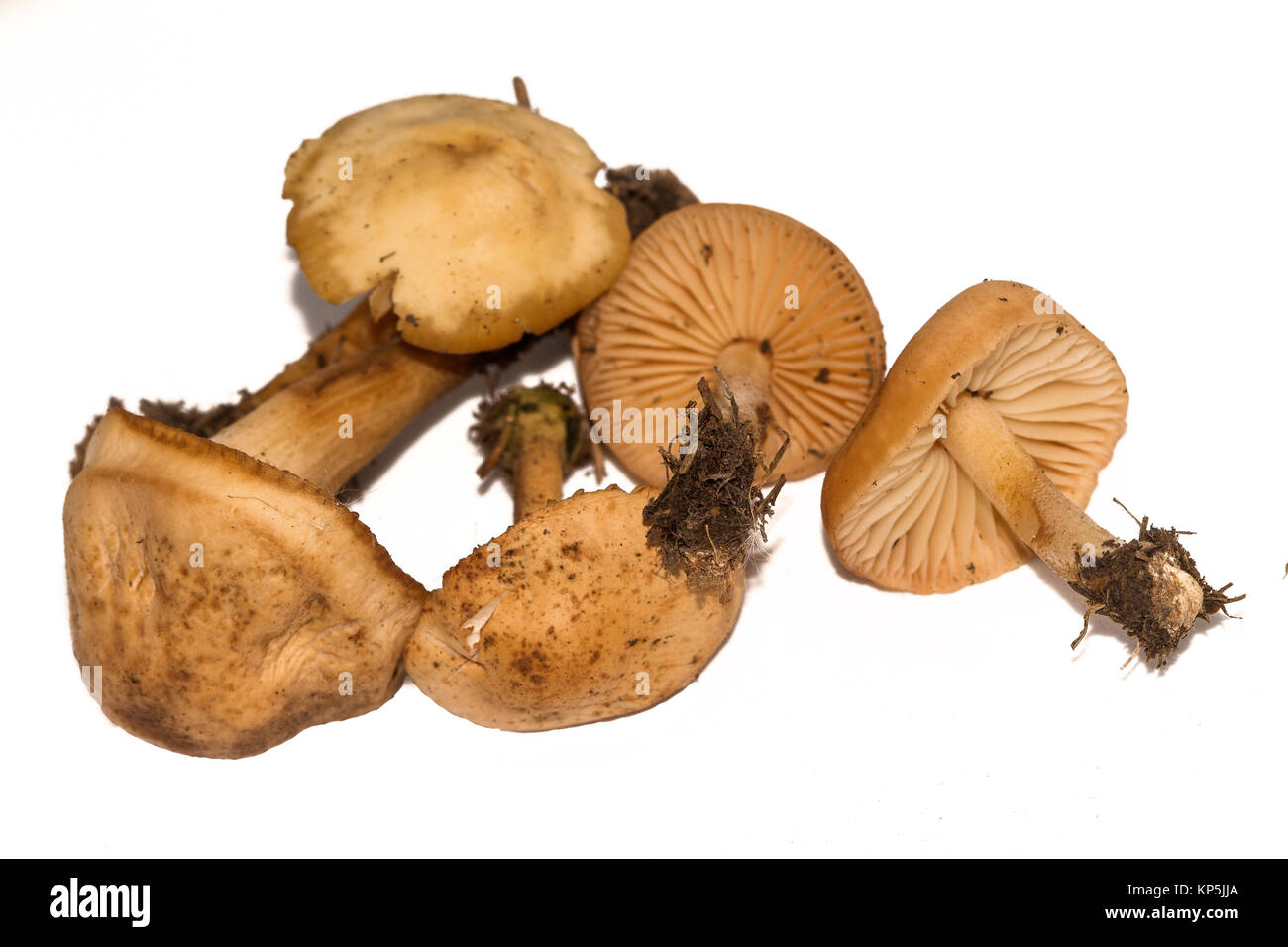 Marasmius oreades, der Scotch Bonnet, wird auch als die fairy ring Pilz oder fairy Ring champignon bekannt. Genießbare Pilz auf weißem Hintergrund. Stockfoto