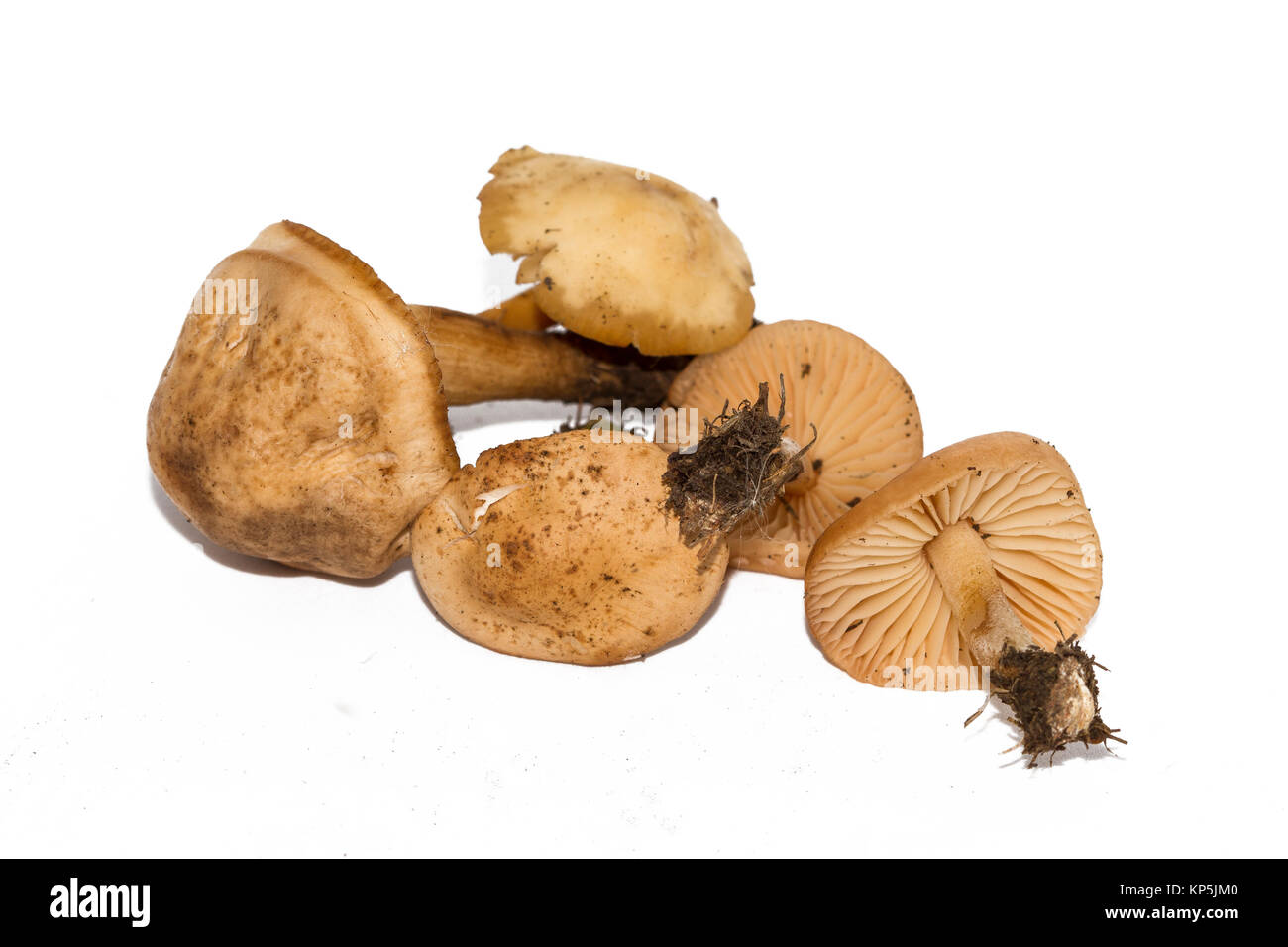 Marasmius oreades, der Scotch Bonnet, wird auch als die fairy ring Pilz oder fairy Ring champignon bekannt. Genießbare Pilz auf weißem Hintergrund. Stockfoto