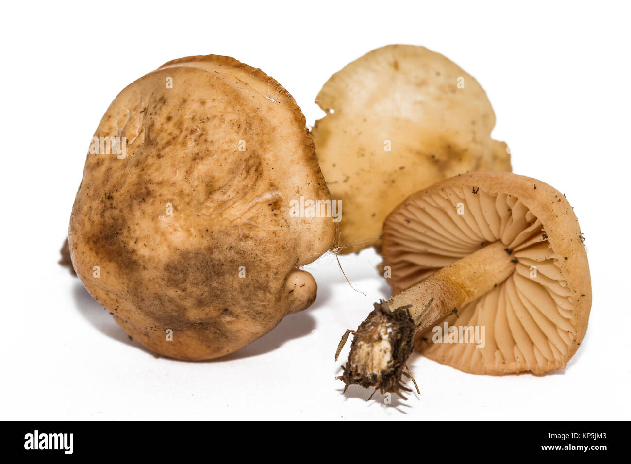 Marasmius oreades, der Scotch Bonnet, wird auch als die fairy ring Pilz oder fairy Ring champignon bekannt. Genießbare Pilz auf weißem Hintergrund. Stockfoto