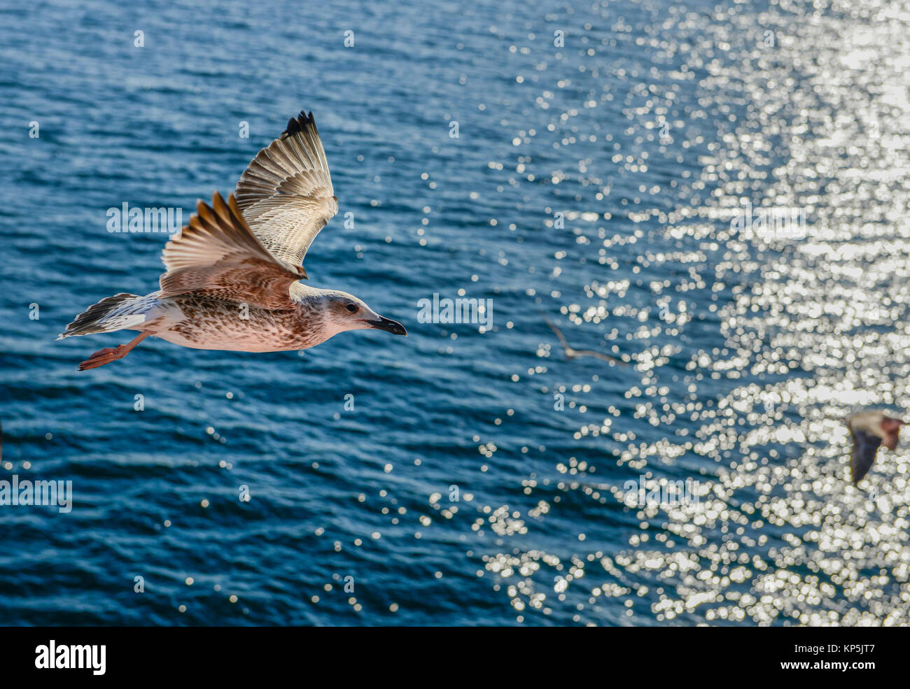 Möwe Vogel fliegen Seite Nahaufnahme im Ozean Stockfoto