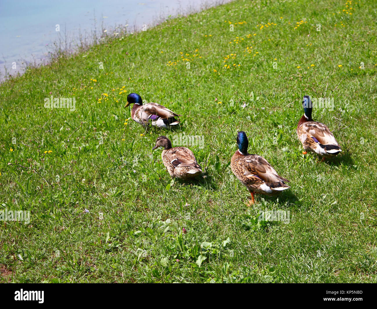 Entenrennen Stockfoto