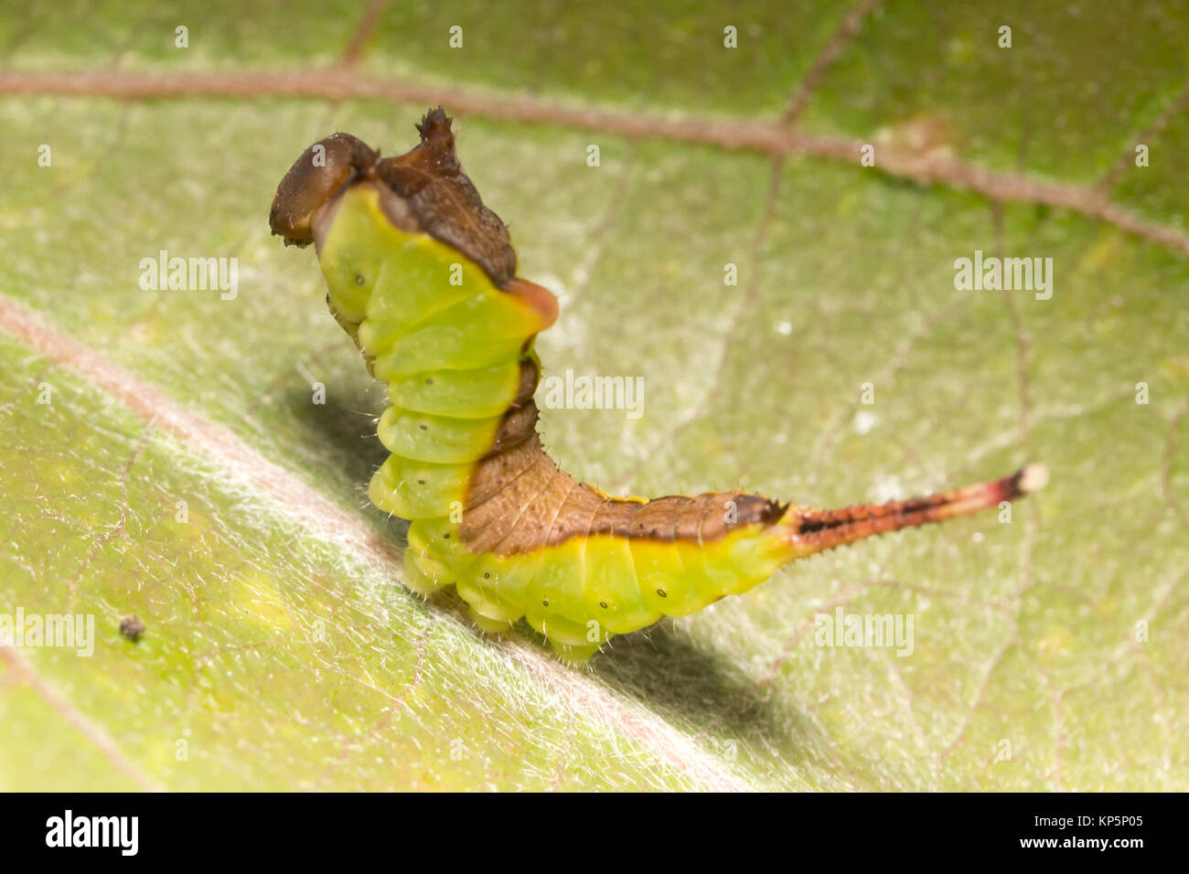 Puss Moth Larve (Cerura vinula) 3. instar auf Aspen. Surrey, Großbritannien. Stockfoto