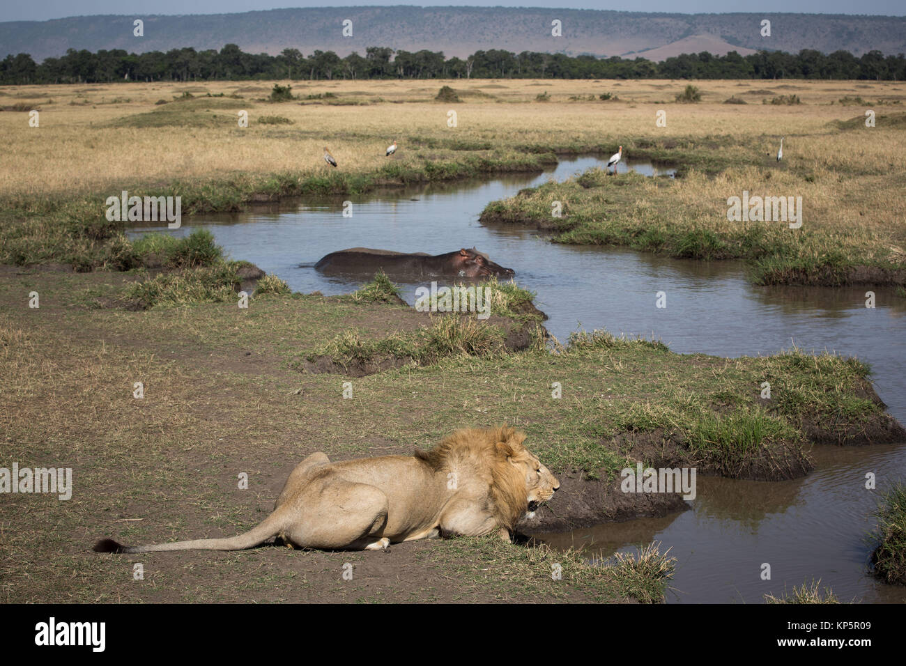 Eine dominierende männliche East African Masai Lion aus dem Sumpf Stolz Getränke aus einem Wasserloch in der Savanne bei der Masai Mara National Reserve am 30. September 2015 in der Masai Mara, Kenia. (Foto von Stuart Preis/machen es Kenia über Planetpix) Stockfoto