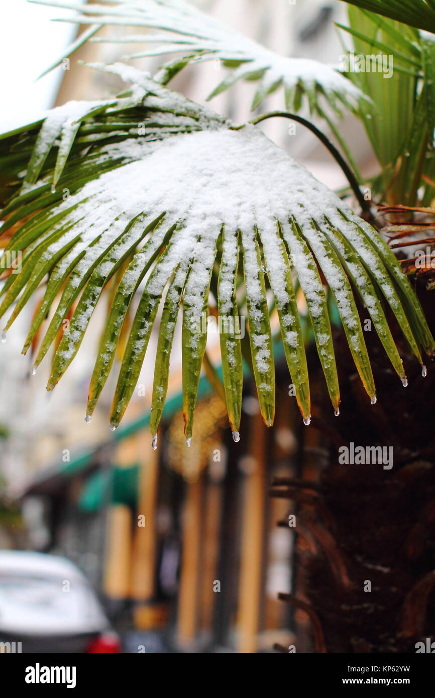 Schnee bedeckt palm leaf im Winter Deutschland. Stockfoto