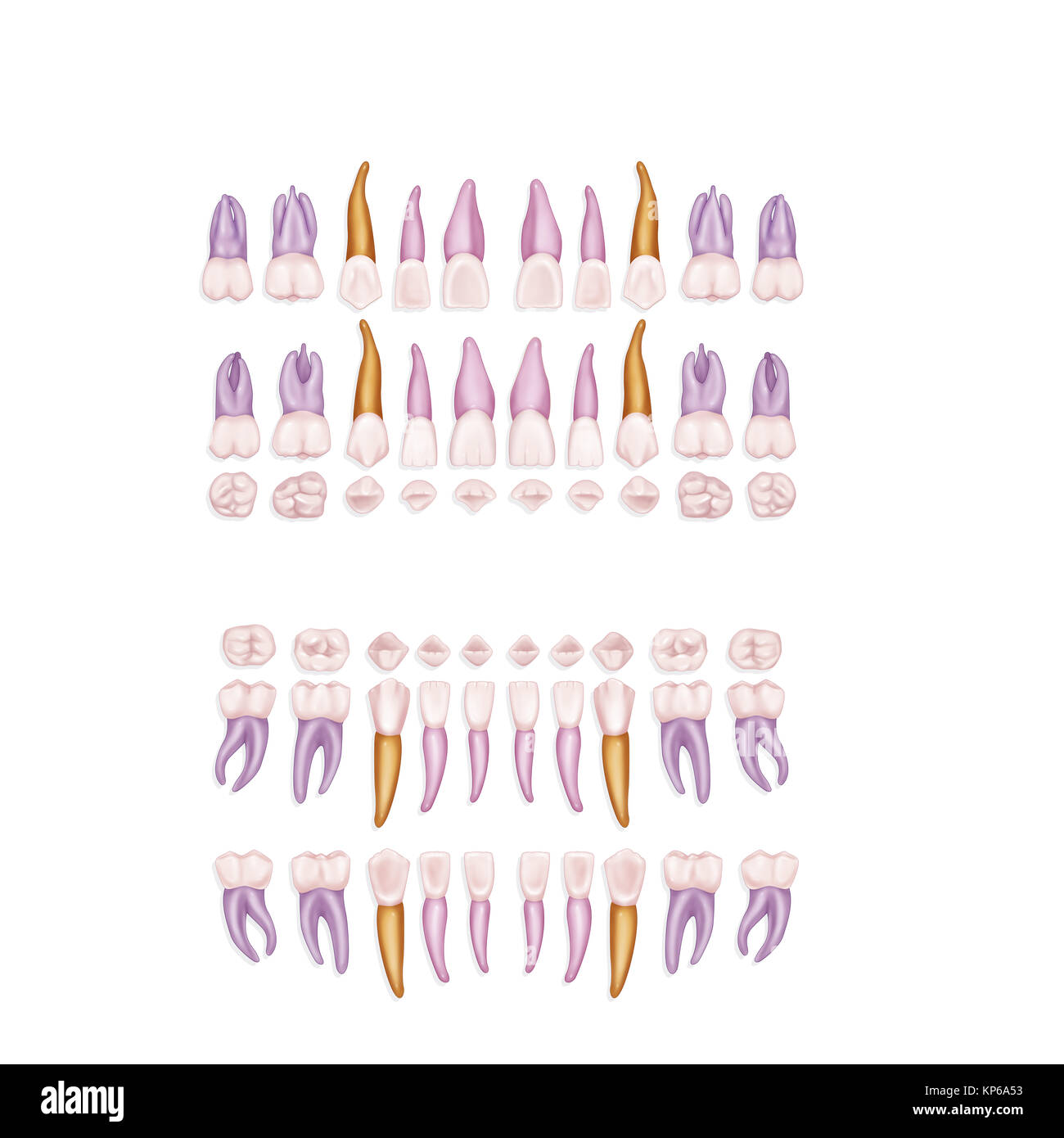 Zahn, Abbildung Stockfoto