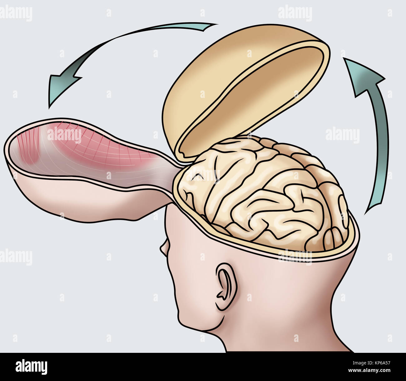 Autopsie ABBILDUNG Stockfoto