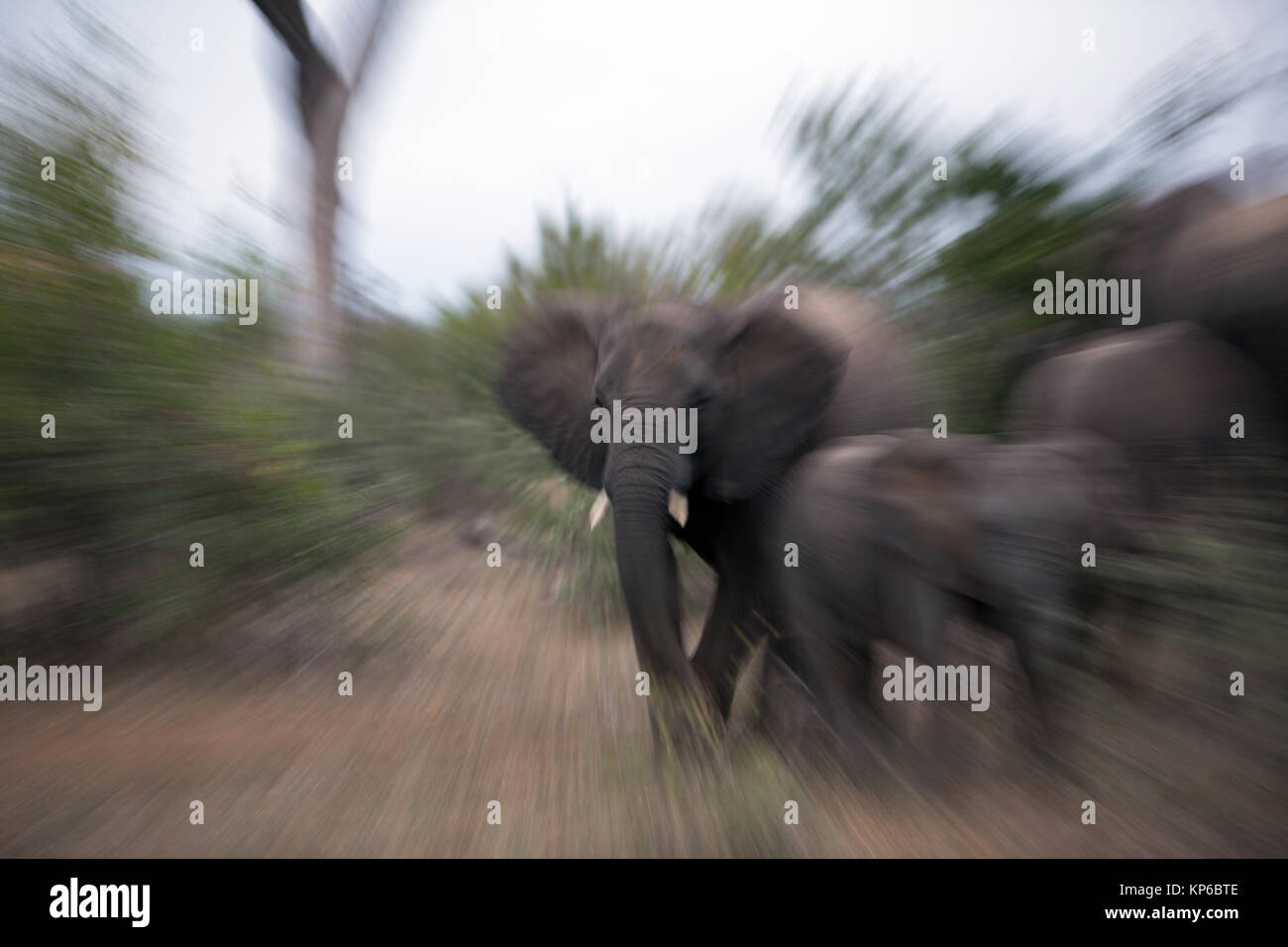 Krüger National Park. Alte afrikanische Elefanten (Loxodonta africana). Südafrika. Stockfoto