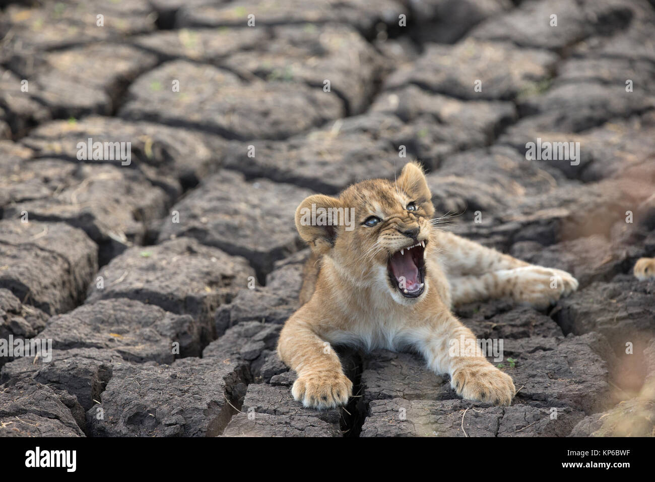 Serengeti National Park. Lion Cub (Panthera leo). Tansania. Stockfoto