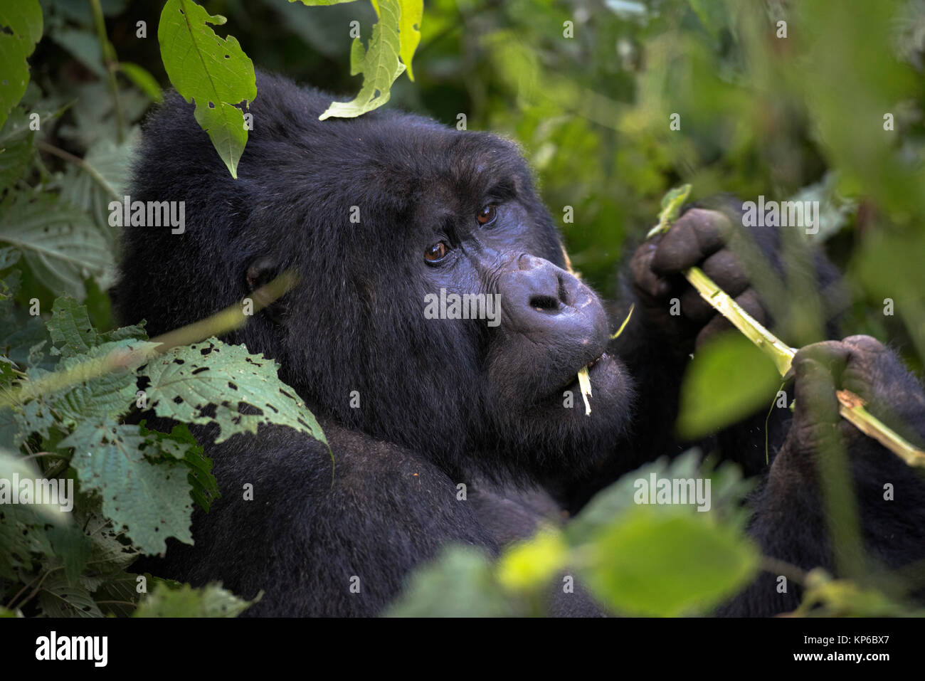 Uganda, Bwindi Impenetrable Nationalpark Bwindi Impenetrable Forest, Mountain Gorilla. (Gorilla beringei beringei), Stockfoto