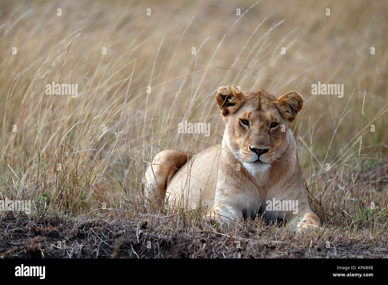 Löwin (Panthera leo) in der Savanne. Masai Mara Game Reserve. Kenia. Stockfoto