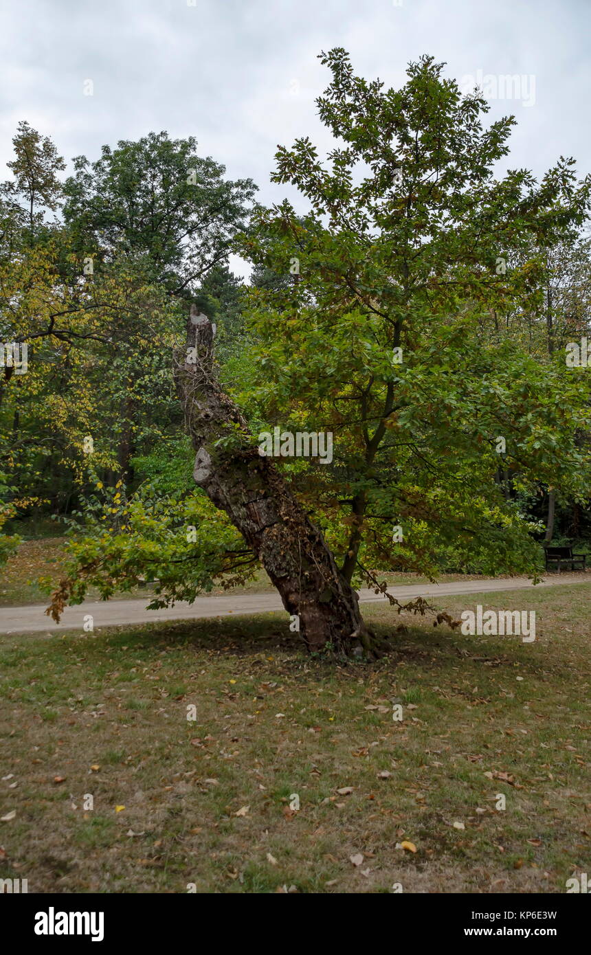 Schönen herbstlichen Wald mit ehrwürdigen Nadel- und Laubbäume, in National Monument der Landschaftsarchitektur Park Museum Vrana entfernt Stockfoto