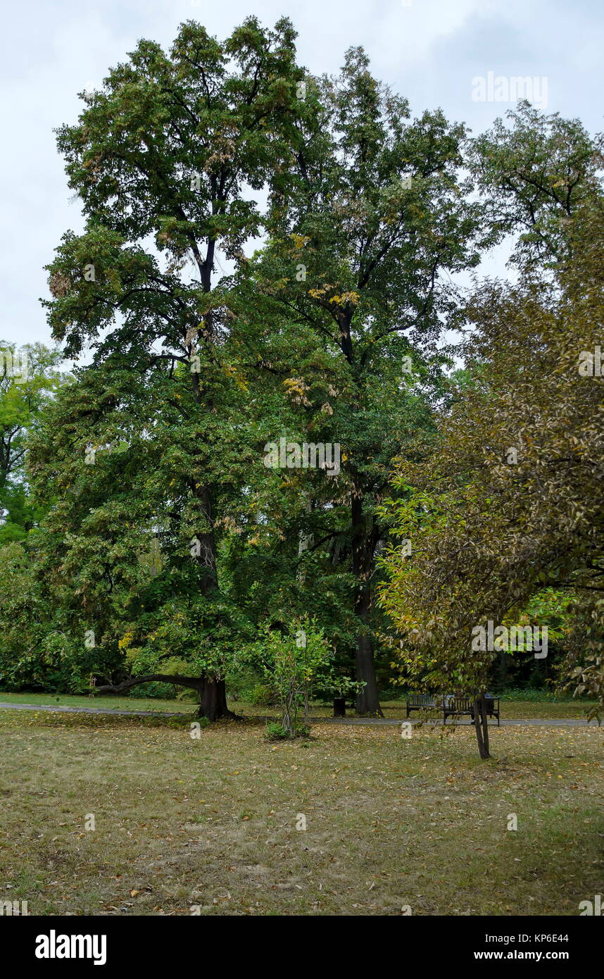 Schönen herbstlichen Wald mit ehrwürdigen Nadel- und Laubbäume, in National Monument der Landschaftsarchitektur Park Museum Vrana entfernt Stockfoto