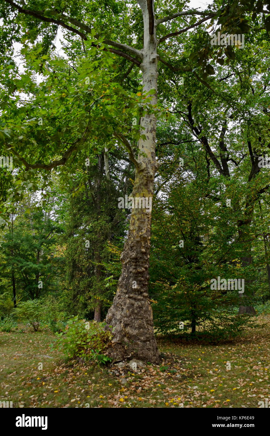 Schönen herbstlichen Wald mit ehrwürdigen Nadel- und Laubbäume, in National Monument der Landschaftsarchitektur Park Museum Vrana entfernt Stockfoto