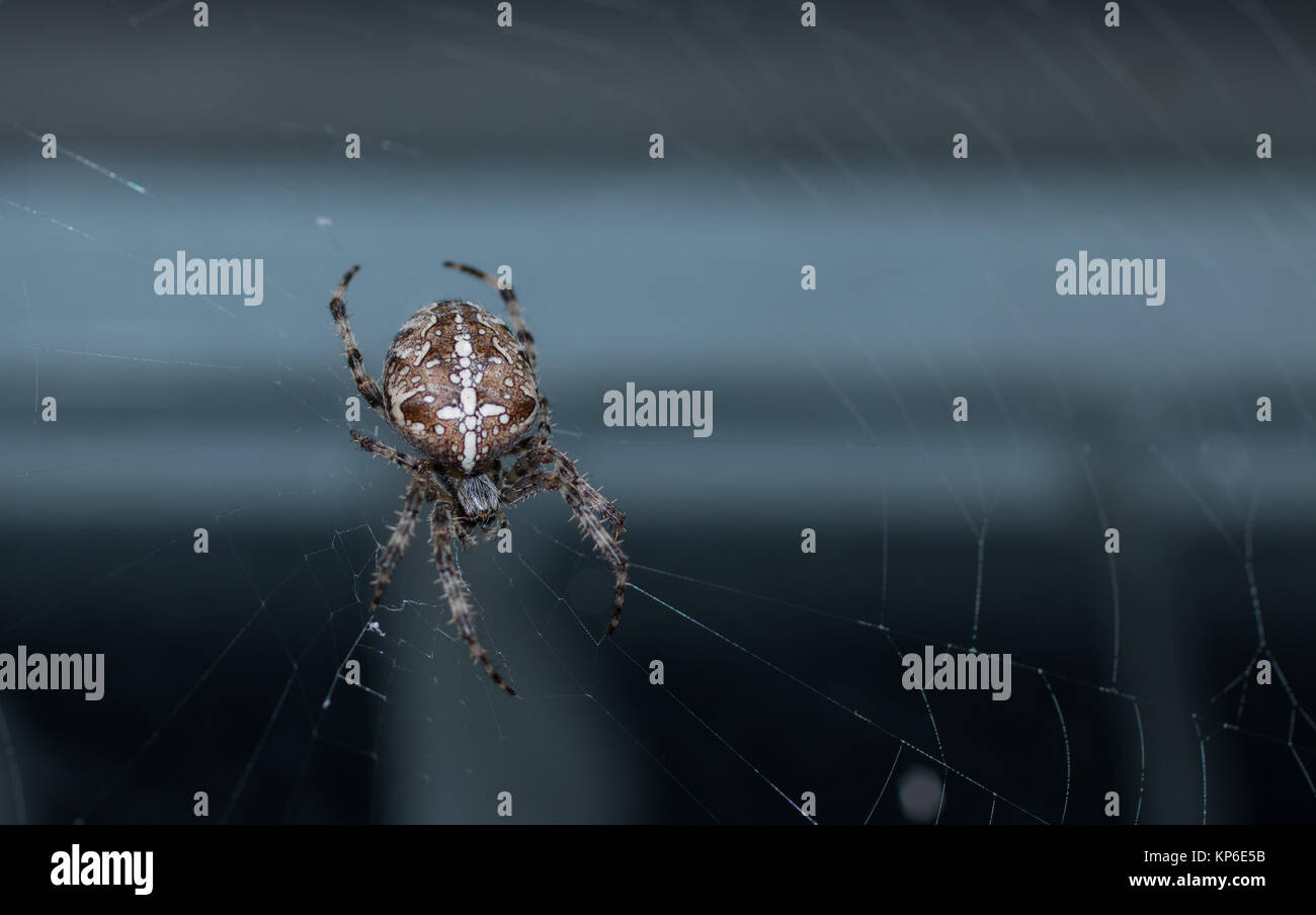 Gemeinsamen Garten spider aus dem Vereinigten Königreich fotografiert in der Mitte eines Web. Stockfoto