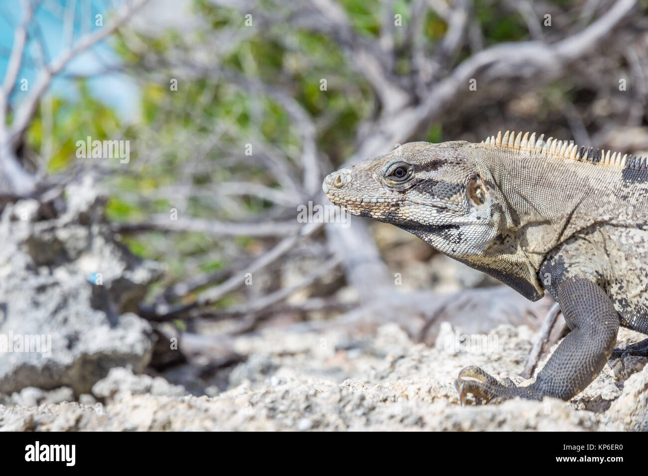 Schwarz Stacheligen-tailed Iguana (Ctenosaura Imilis) | Isla Mujeres | Mexiko Stockfoto