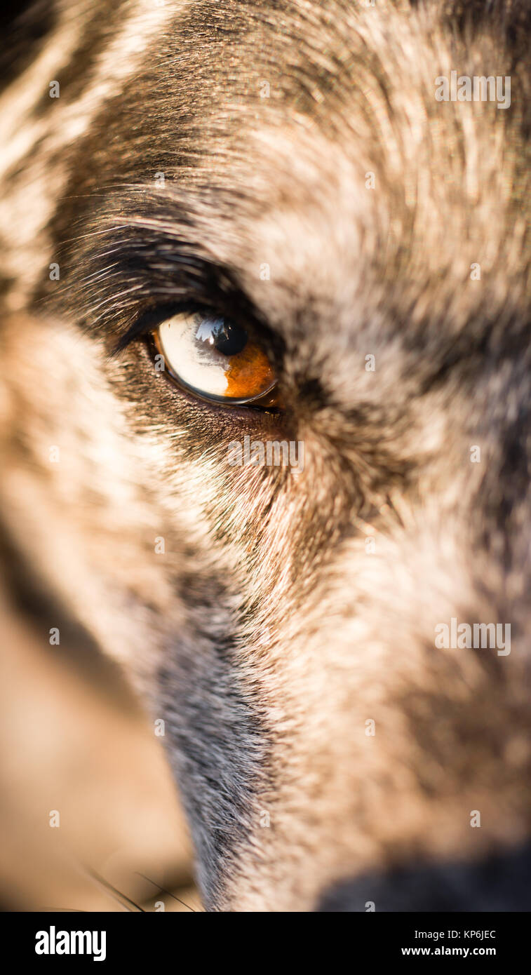 Intensive Hunde Hund Wolf Auge Pupille einzigartige Farbe Stockfoto