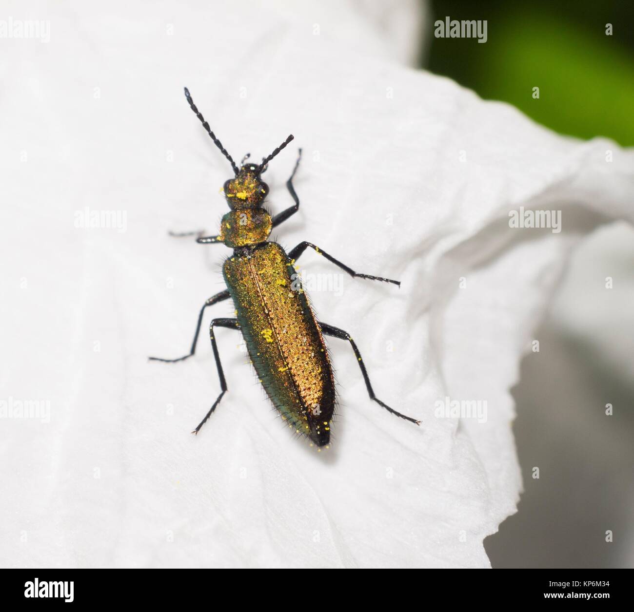 Schillernde Käfer. Coleoptera. Insekt. Arthropoda. Makro. Stockfoto