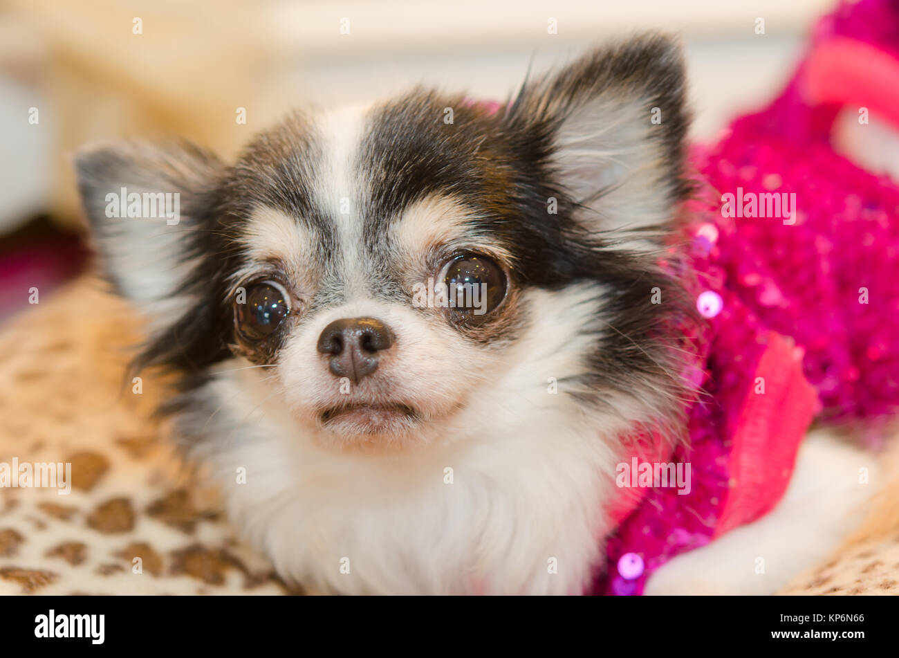 Chihuahua Welpen Stockfoto