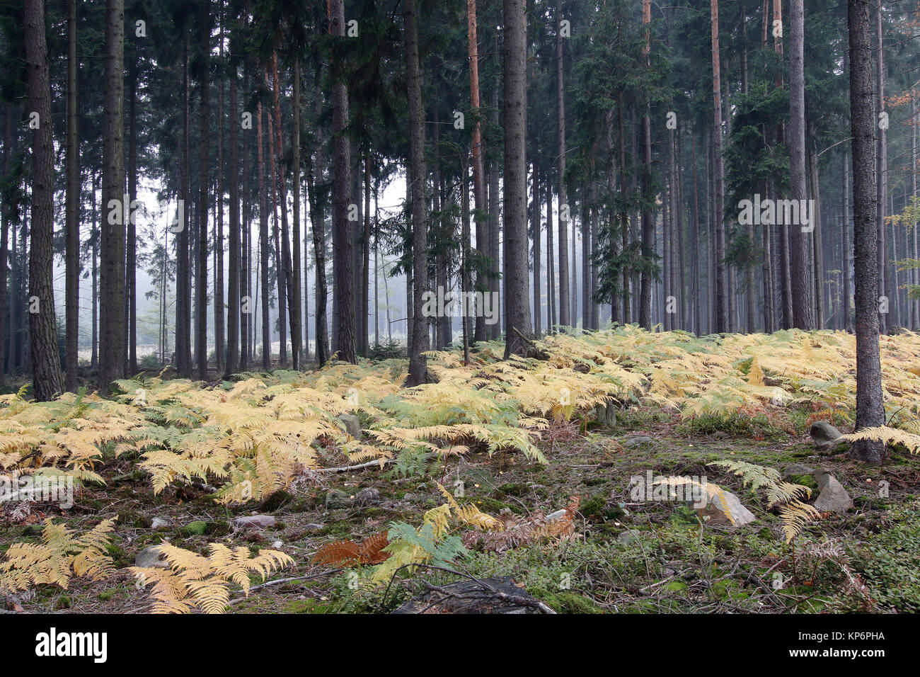 Nebel im Wald mit Farnen Stockfoto
