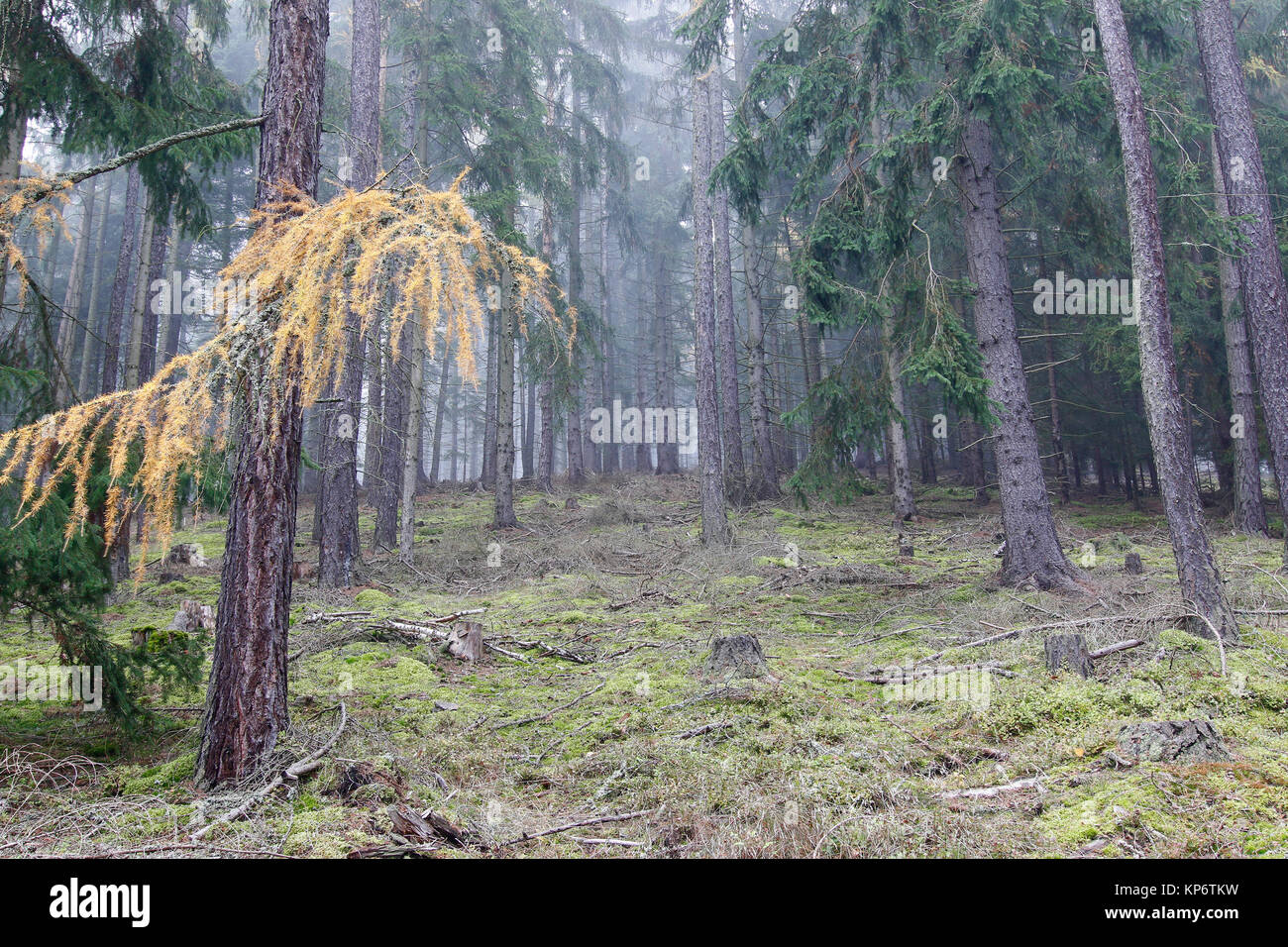 Herbst Nadelwald im Morgennebel Stockfoto