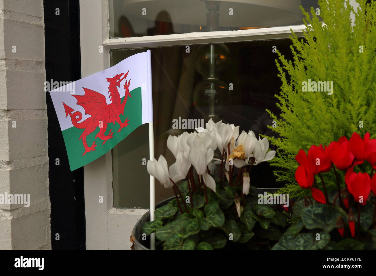 Papier Flagge von Wales während der Tour durch Großbritannien 2017, in roten und weißen Blumen auf der Fensterbank, Skenfrith, Wales, UK. Stockfoto