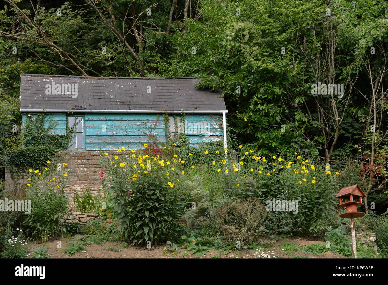 Blau lackiert Garten in Wäldern mit nach Hause bringen - Vogel Tabelle und gelben Gänseblümchen gemacht. Welsh Bicknor, Wales, UK. September 2017. Stockfoto