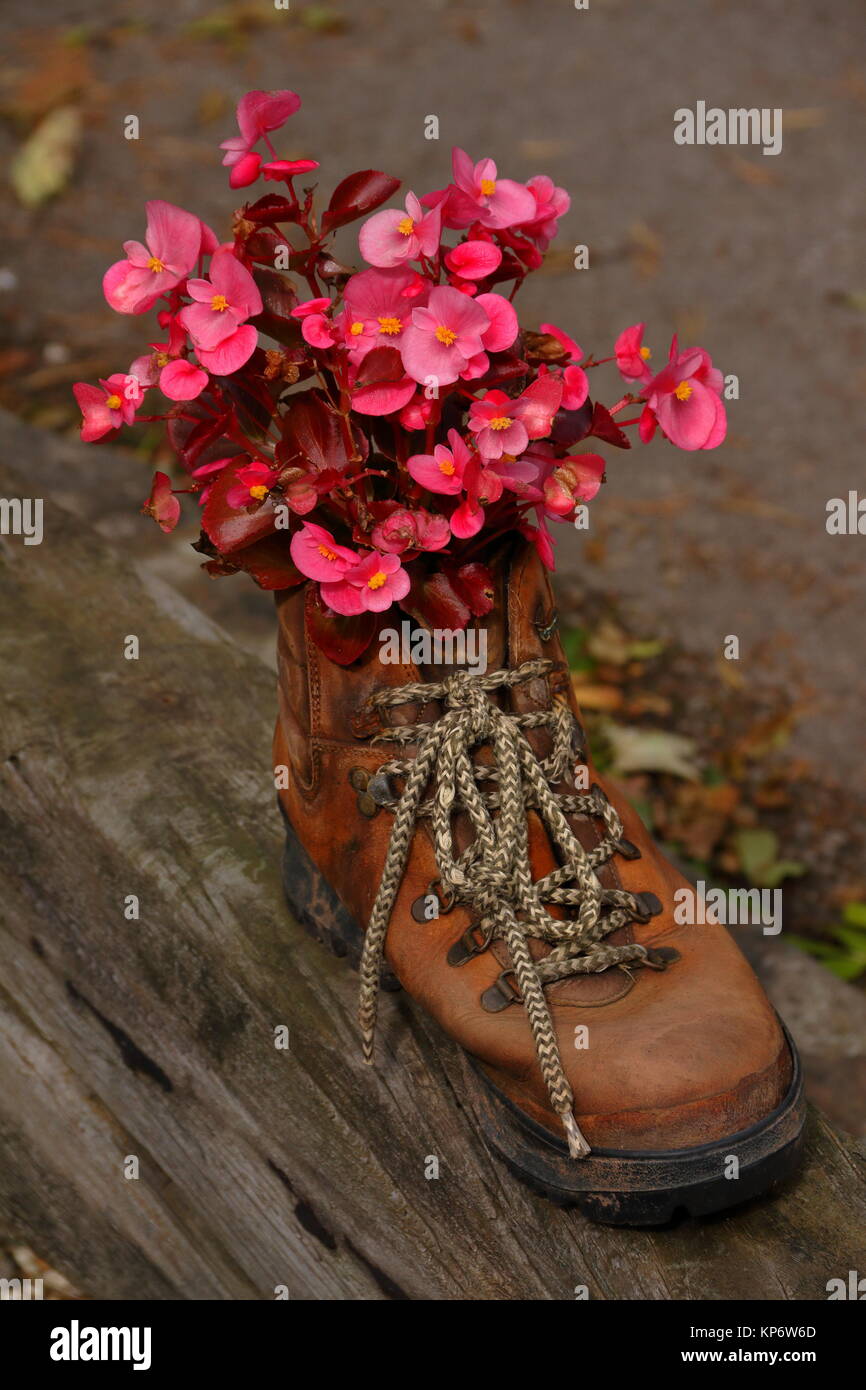 Rosa begonia Blumen wachsen in einem alten Fuß Boot ein Café Garten zu dekorieren. Alter Bahnhof, Tintern, Wye Valley, VK. September 2017. Stockfoto