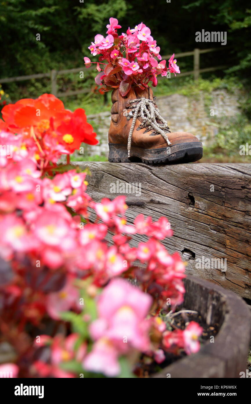 Rosa begonia Blumen wachsen in einem alten Fuß Boot ein Café Garten zu dekorieren. Alter Bahnhof, Tintern, Wye Valley, VK. September 2017. Stockfoto