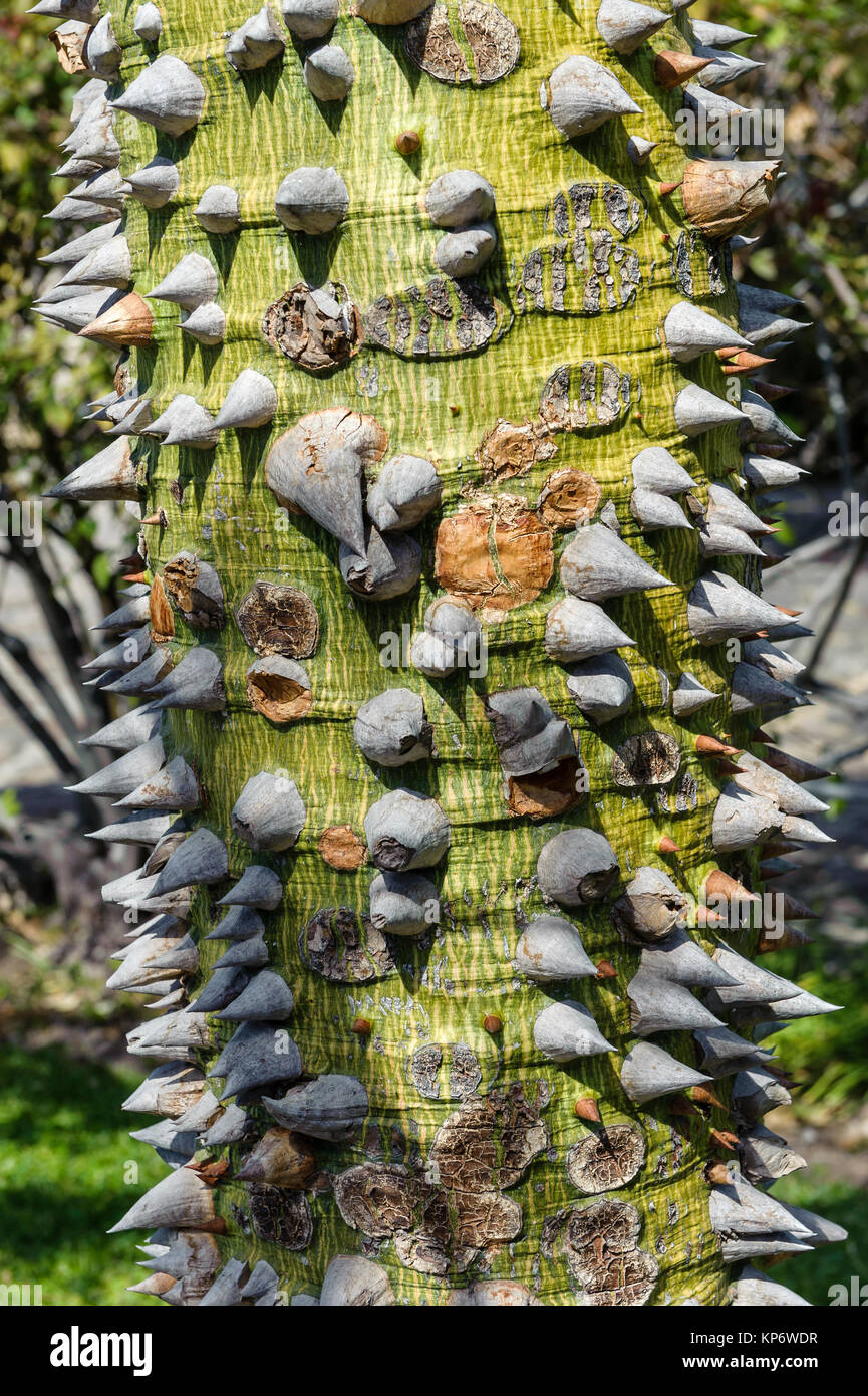 Dornige Stamm einer Avocado Baum, Ajijic, Jalisco, Mexiko Stockfoto