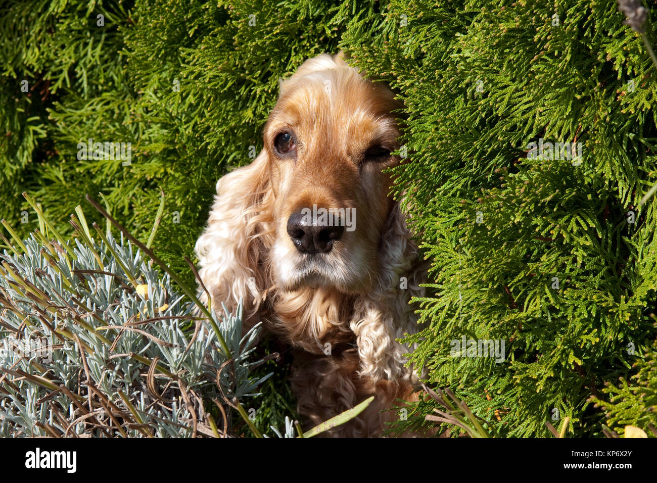 Cocker Spaniel rot Stockfoto