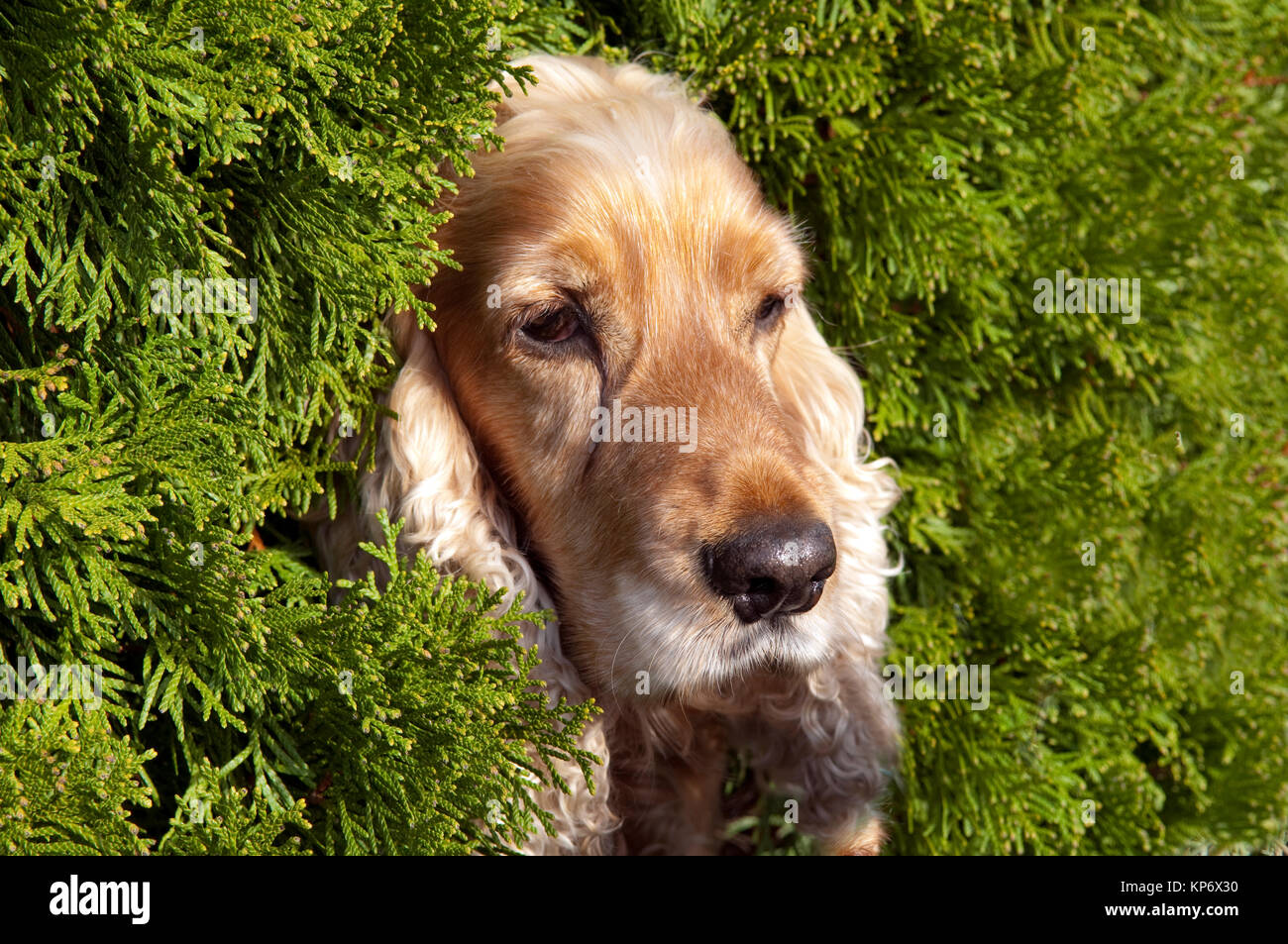 Cocker Spaniel rot Stockfoto