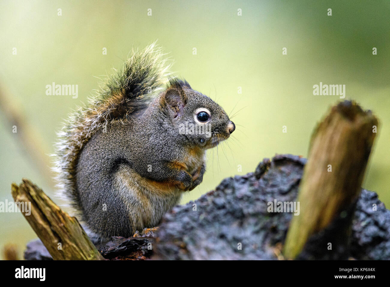 Douglas Eichhörnchen (Tamiasciurus maculata) in den Wäldern von der südwestlichen Küste von British Columbia, Kanada Stockfoto